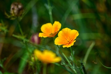 Fototapeta premium 遠くからでもよく目立ち、満開時には地面を覆いつくしてオレンジ色のカーペットを敷いたように輝くハナビシソウ