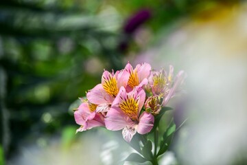 アルストロメリアは花色が豊富で色鮮やかなものからパステル調やシックな感じのものまであり、花束やフラワーアレンジに多く利用されます。