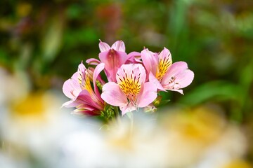 Obraz premium アルストロメリアは花色が豊富で色鮮やかなものからパステル調やシックな感じのものまであり、花束やフラワーアレンジに多く利用されます。