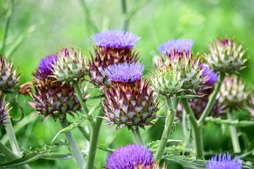 アーティチョークの蕾はゆり根のようなホクホクとした食感と、ソラマメやジャガイモのような風味がある食用になります