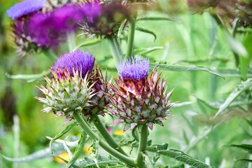 アーティチョークの蕾はゆり根のようなホクホクとした食感と、ソラマメやジャガイモのような風味がある食用になります