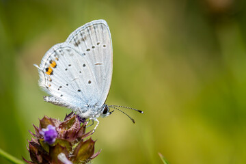 Short-tailed blue or tailed Cupid (Cupido argiades)