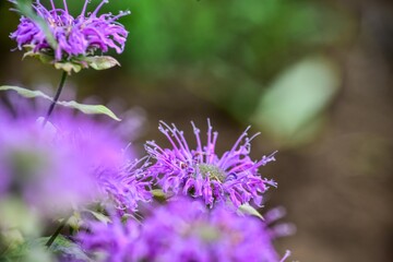 鮮明な赤やピンクの花が盛り上がるように咲くタイマツバナは学名モナルダ、暑さに強いので夏の花壇を彩る花として親しまれています。