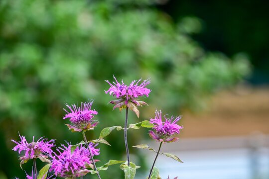 ヤグルマハッカ Stock Photos And Royalty Free Images Vectors And Illustrations Adobe Stock