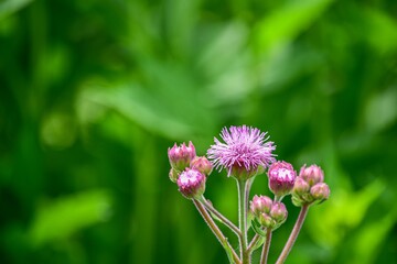 さわやかな涼感のある淡いピンクの花色と、ふんわりとしたソフトな質感がカッコウアザミ（アゲラタム）の魅力です