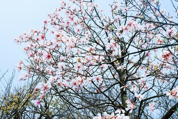 Beautiful Pink Mei flowers (Prunus mume) Tree Blooming.