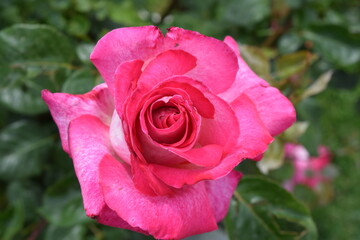 pink rose in garden