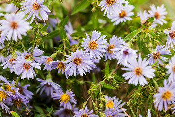 Autumn lilac daisies in the field
