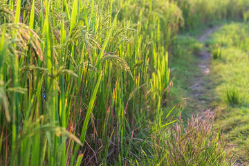 Closeup of Rice crops ready for harvest in the field