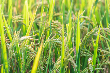 Closeup of Rice crops ready for harvest in the field