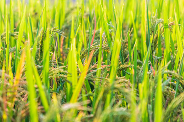 Closeup of Rice crops ready for harvest in the field