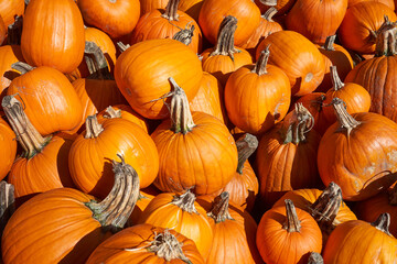 Fresh organic pumpkins for sale at market.