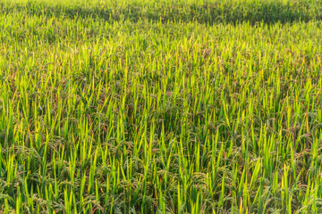 Closeup of Rice crops ready for harvest in the field