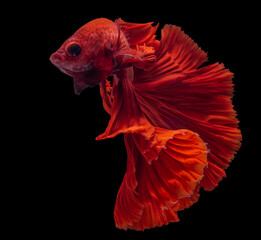 Beautiful movement of red Betta fish, Rhythmic close up of Siamese fighting fish, Betta splendens,...