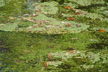 Pond landscaping with aquatic plants and water lilies