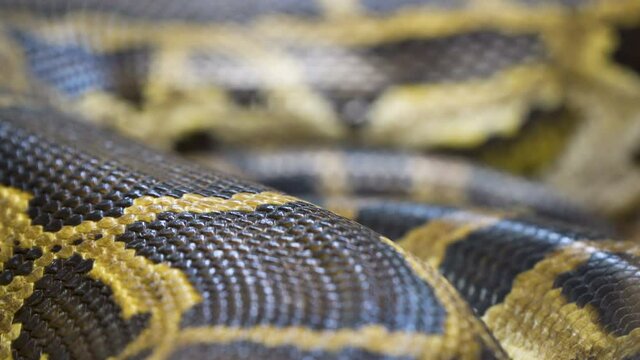 Closer look of the scales of the big snake