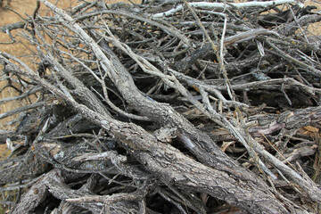 Dry tree branches.
In the forest, you can sometimes find heaps of dry branches of bushes and trees.