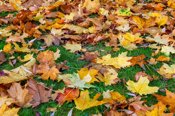 Red and orange autumn maple fallen leaves. Multicolor maple leaves autumn background.