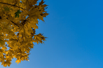 Yellow leaves of a maple in deep autumn against a blue sky before leaf fall