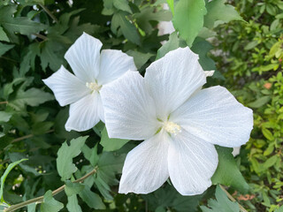 White Flower of Confederate Rose (Hibiscus mutabilis)