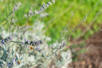 Busy Bee collecting nectar from lavender flowers.