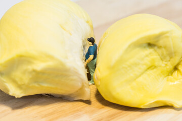 Miniature people : Close up fat man standing with durian isolated on white background 