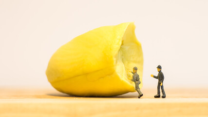 Miniature people : Close up workers work on durian isolated on white background (food concept)