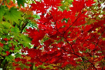red autumn leaves