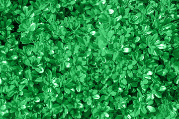 Fototapeta premium Natural Green leaves wall background. natural green leaf texture