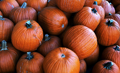 Red large classic pumpkins to create decorations for Halloween. Mountain of red fresh pumpkins.