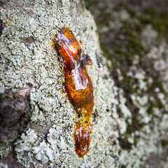 Resin coming out of a cherry tree