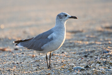 Laughing Gull (Larus atricilla), adult in winter plumage on the beach at Cape May, USA. September 2009