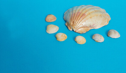 Marine layout. One big shiny shell and many small shells on a blue background.
