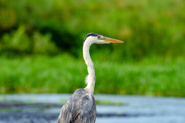 Grey Heron at Lutembe bay, Wakiso, Uganda