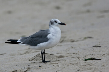Laughing Gull (Larus atricilla), adult in winter plumage on the beach at Cape May, USA. September 2009