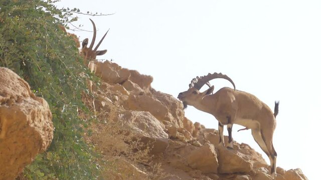 Nubian Ibex young male with erection close to female
Desert spring, Judea desert, Israel, October 2020
