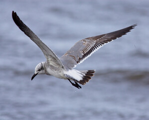 Laughing Gull (Larus atricilla), first winter (1w) in flight, St Mary's, Isles of Scilly, Cornwall, England, UK. November 2005