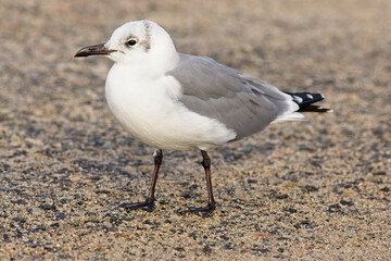 Laughing Gull (Larus atricilla), adult, (UK rarity), St Mary's, Isles of Scilly, Cornwall, England, UK. November 2005