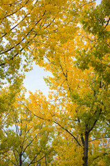 Yellow leaves on a tree in autumn