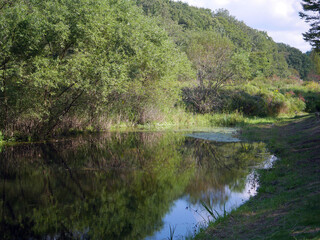 Reflection of trees in forest lake