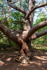 Alte Kiefer nahe der Feuersteinfelder zwischen Mukran und Prora, Insel Rügen, Mecklenburg-Vorpommern, Deutschland, Europa