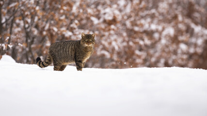 European wildcat, felis silvestris, standing on meadow covered with snow in winter nature. Brown predator looking to the camera on frost field with copy space. Stripped mammal watching on white glade. © WildMedia