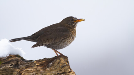 Female common blackbird, turdus merula, sitting on wood in winter. Small dark bird with orange beak observing on tree in snowy nature. Brown songbird looking on white environment.