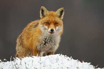 Dangerous red fox, vulpes vulpes, standing on meadow in winter nature. Alert mammal looking to the camera on snow. Wild predator with bloody mouth watching on snowy field.