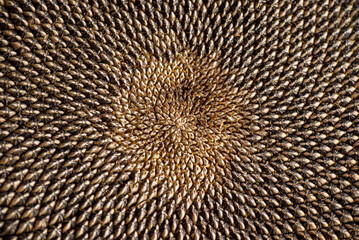 symmetric sunflower seeds, nature background