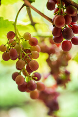 grapes on the branches in the garden