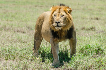 Lion (Male) at Kasenyi Plains in Queen Elizabeth National Park