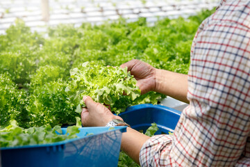 Farmer harvest organic hydroponic green oak lettuce in plant nursery farm.