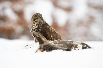 Majestic common buzzard, buteo buteo, sitting on meadow next to dead prey in winter. Dominant bird with a kill looking to the camera on snowy field.