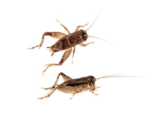 Field Cricket (Gryllus) isolated on white background